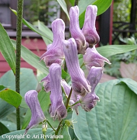 Aconitum moldavicum, ukonhattu
